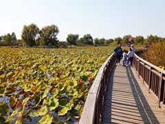 -羊亭河湿地公园