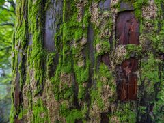 -东天目山风景区