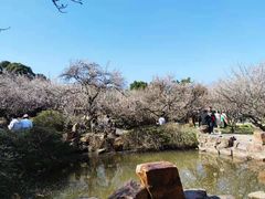 -香雪海