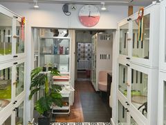 -青奢宠物·青奢猫舍