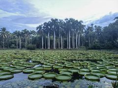 -中国科学院西双版纳热带植物园