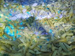 -前王院•巧克力海鲜市集餐厅(万平口店)