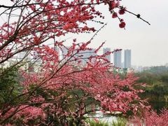 -重庆彩云湖湿地公园