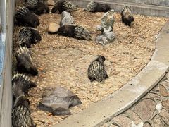 -西霞口神雕山野生动物世界