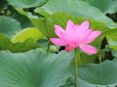-荷塘月色湿地公园·向阳花洲