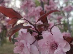 -元大都城垣遗址公园