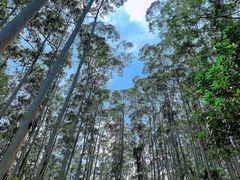 -黄埔油麻山森林公园