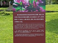 -贵州百里杜鹃风景名胜区