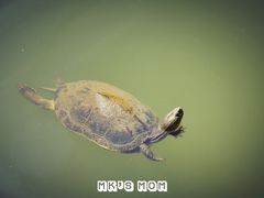 -西园寺