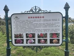 -亚龙湾国际玫瑰谷