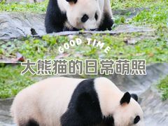 -卧龙中华大熊猫苑神树坪基地
