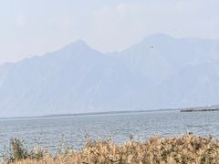 -哈素海