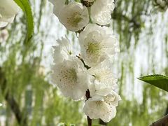 -海棠花溪(元大都城垣遗址公园)