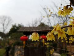 -鹅湖玫瑰文化园