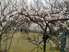 -南通博物苑-崇川人民公园