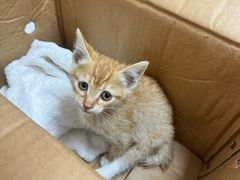 -瑞派康怡24h宠物医院·犬猫医疗中心·微创绝育(瑞景分院)