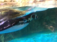 -迪拜水族馆及水下动物园