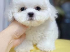 -萌宠之家·腊肠犬·马尔泰·小体犬舍