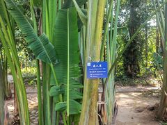 -中国科学院西双版纳热带植物园