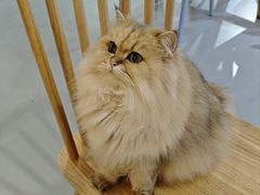 -豆逗聊愈猫阁Easy Life