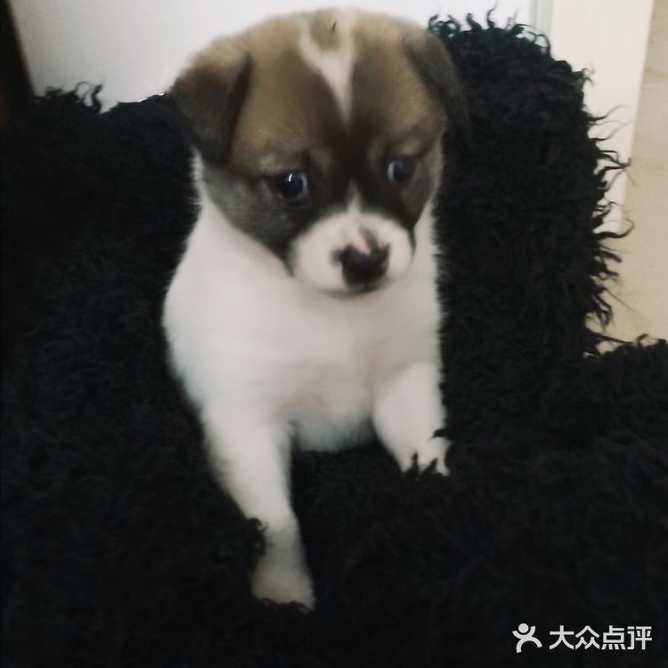 今天又收留一个小活宝 下午去朋友厂里有事，看见她厂里