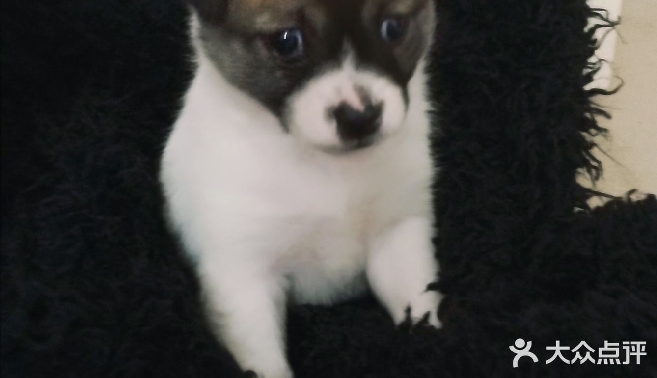 今天又收留一个小活宝 下午去朋友厂里有事，看见她厂里