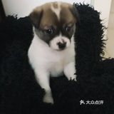 今天又收留一个小活宝 下午去朋友厂里有事，看见她厂里