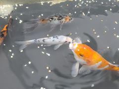 -梅园食堂