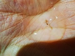 -阿田大虾(林达奥特莱斯店)