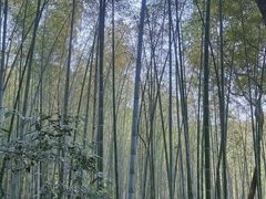 -上海佘山国家森林公园天马山园