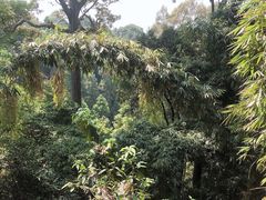 -清迈丛林飞跃 JungleFlight