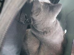 -福州肆爪动物医院