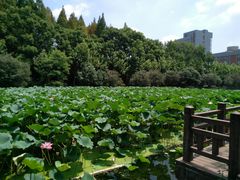 -小海豚国际游泳培训(长宁龙之梦酒店)