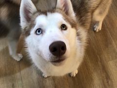 -Husky Go! 哈士奇体验馆·宠物咖啡厅狗咖