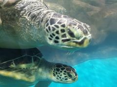 -秦皇岛新澳海底世界