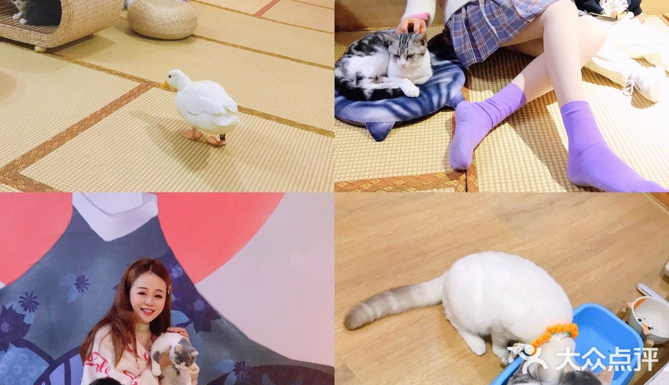 安阳探店｜安阳首家猫咖☕️二楼的猫🐱