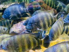 -上海海洋水族馆