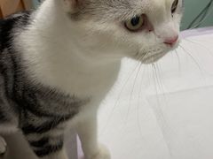 -纳吉亚猫专科动物医院博雅分院