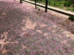 -莱阳濯村樱花园