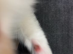 -艾贝尔宠物医院·24H转诊中心·肿瘤猫专科(江宁双龙店)