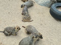 -泉州海丝野生动物世界