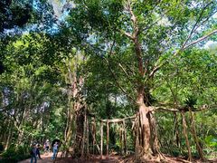 -中国科学院西双版纳热带植物园