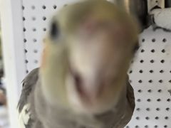 -吉丁鸟咖·异宠·寄养