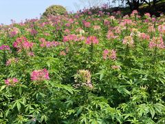 -松山湖南湖湾露营营地