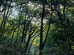 -紫金山山顶公园