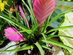 -花鸟鱼虫鲜花绿植市场(玉泉路店)