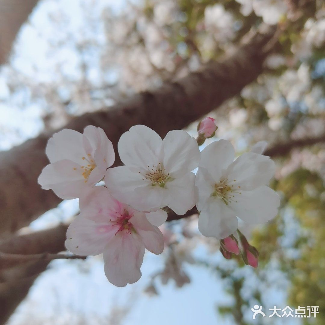 🌸