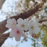 🌸