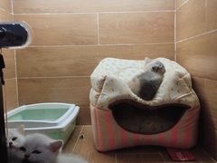 -MOLLY'S萌宠生活馆