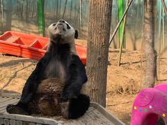 -栾川竹海野生动物园